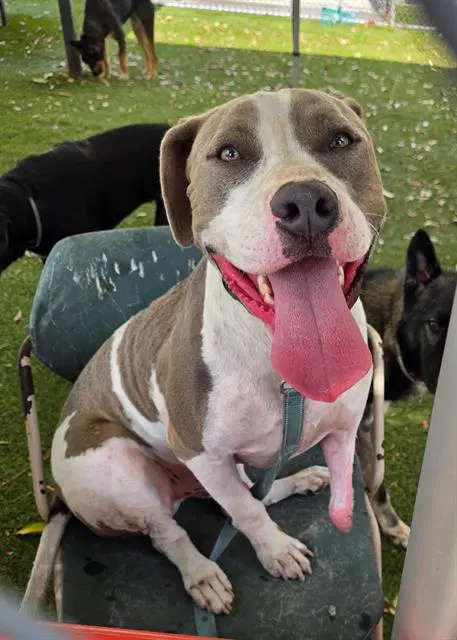 Lt - Pit Bull Terrier