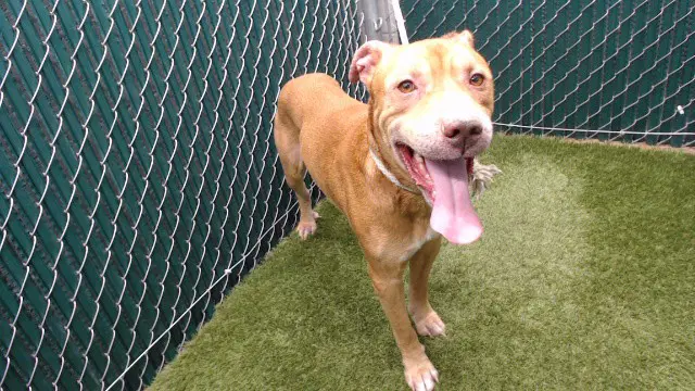 George - Pit Bull Terrier