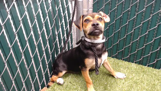 Max - Chihuahua
