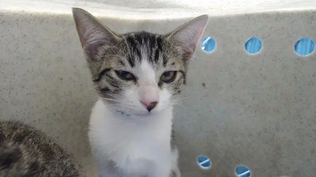 O-Ren Ishii - Domestic Short Hair