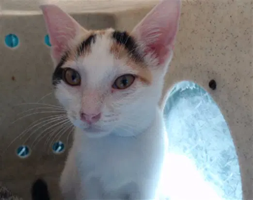 Gogo - Domestic Short Hair