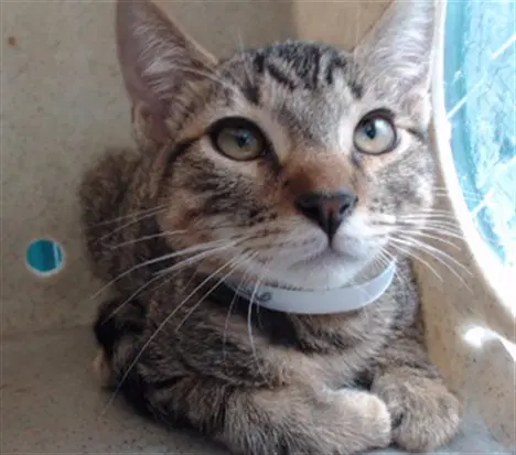 Bill - Domestic Short Hair