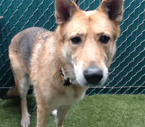 Emily - German Shepherd Dog