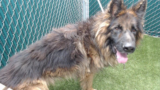 Roki