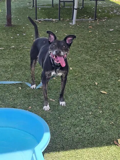 Coqueta - Pit Bull Terrier