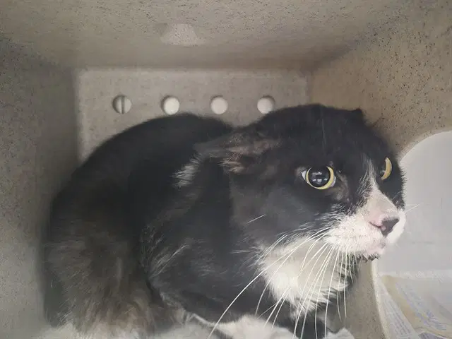 Jerome - Domestic Short Hair