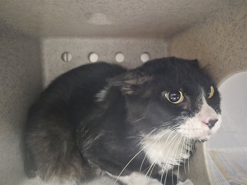 JEROME, a cat for adoption from Los Angeles County Animal Control - Downey