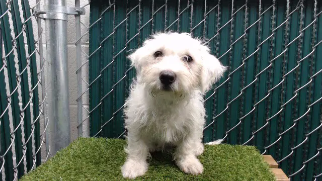 Nia - Maltese