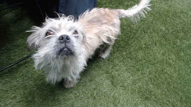 Sparkles - Terrier