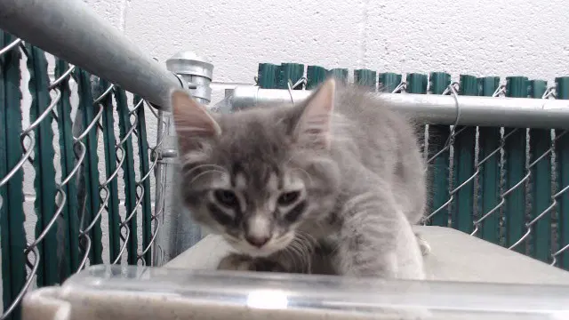 Unknown - Domestic Short Hair