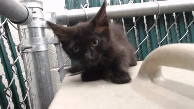 Unknown - Domestic Short Hair