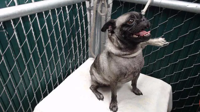 Unknown - Pug