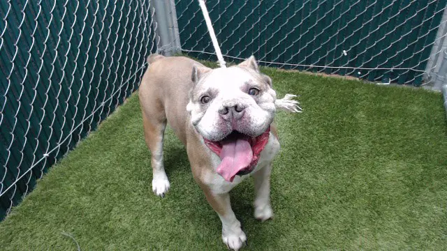 Blu - English Bulldog