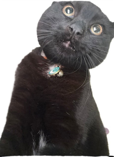 SHADOW, a cat for adoption from Los Angeles County Animal Control - Downey