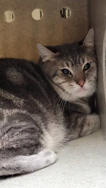 Simon - Domestic Short Hair
