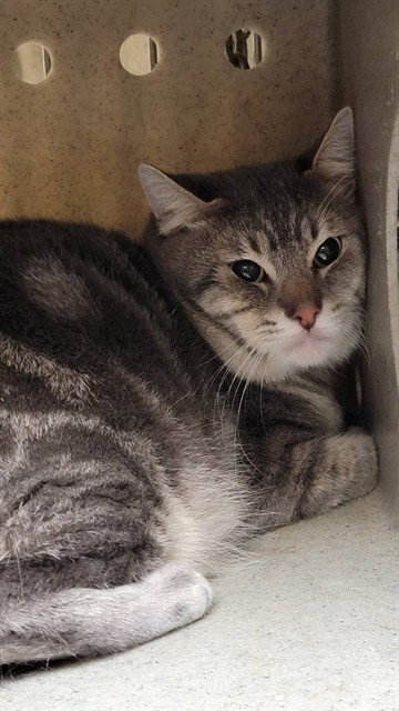 SIMON, a cat for adoption from Los Angeles County Animal Control - Downey