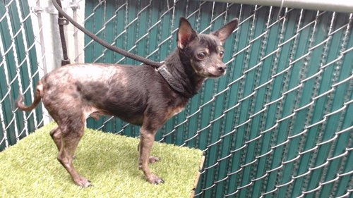 PIKE, a dog for adoption from Los Angeles County Animal Control - Downey