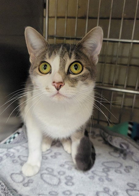 PEPPER, a cat for adoption from Los Angeles County Animal Control - Downey