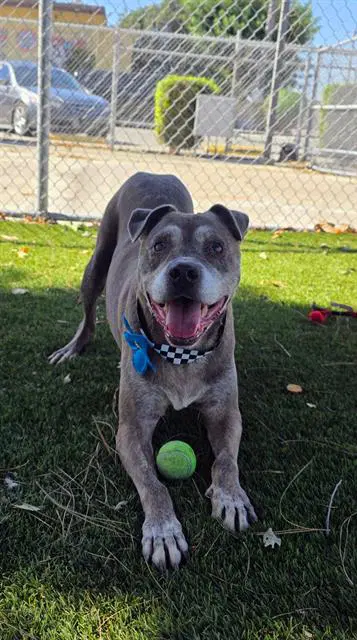 Rico - Pit Bull Terrier