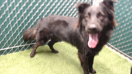 KODIAK, a dog for adoption from Los Angeles County Animal Control - Downey