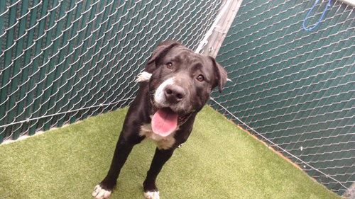 ACE, a dog for adoption from Los Angeles County Animal Control - Downey