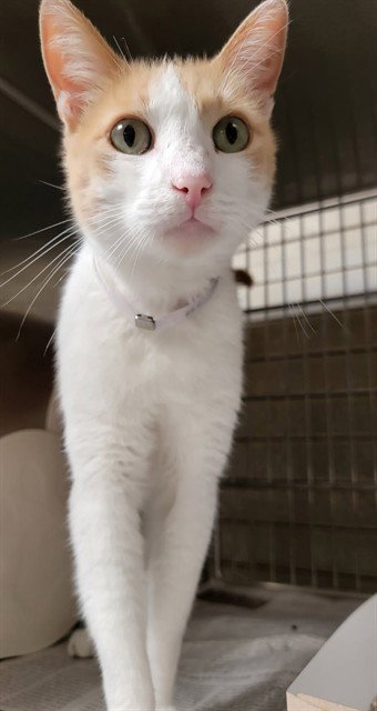 BINKY, a cat for adoption from Los Angeles County Animal Control - Downey