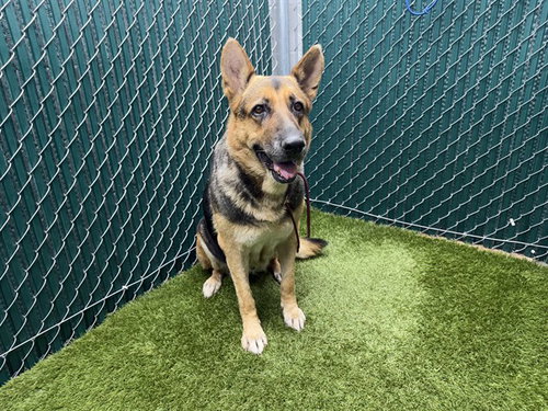 LADY, a dog for adoption from Los Angeles County Animal Control - Downey