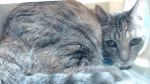 SLICK, a cat for adoption from Los Angeles County Animal Control - Downey
