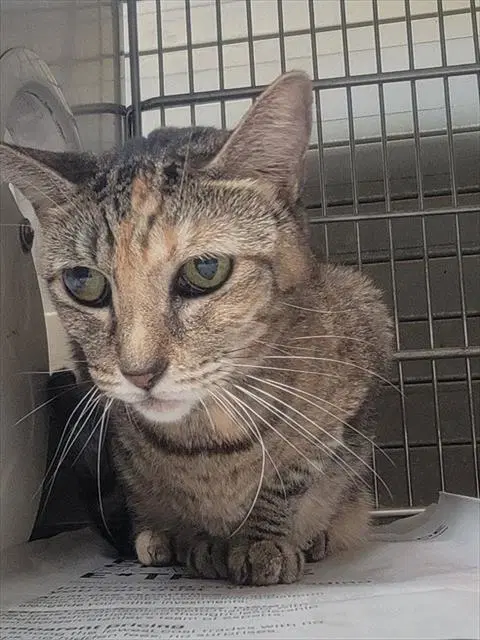 Slick - Domestic Short Hair