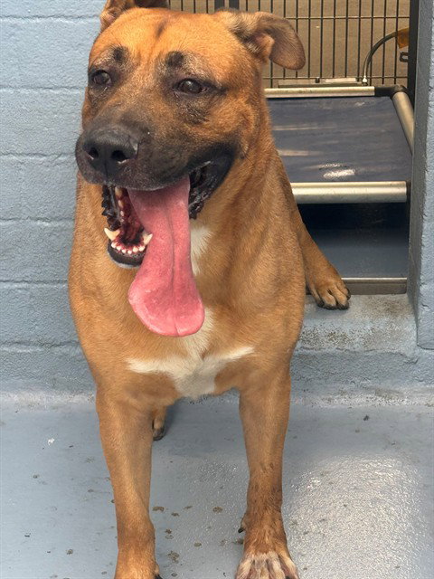 TUTU, a dog for adoption from Los Angeles County Animal Control - Downey