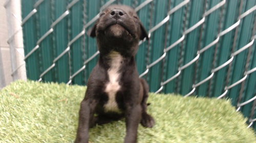 TWIX, a dog for adoption from Los Angeles County Animal Control - Downey