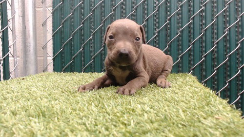 SKITTLES, a dog for adoption from Los Angeles County Animal Control - Downey
