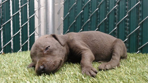 REESE, a dog for adoption from Los Angeles County Animal Control - Downey