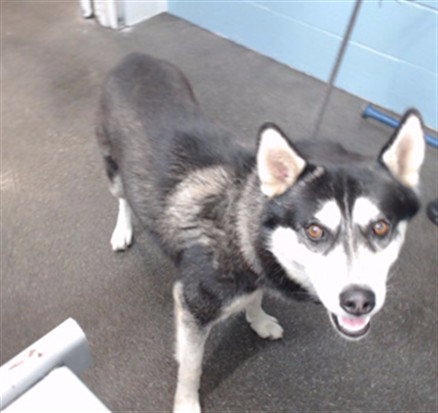 BANDIT, a dog for adoption from Los Angeles County Animal Control - Downey