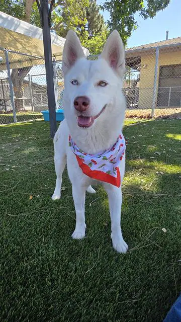 Shiro - Siberian Husky