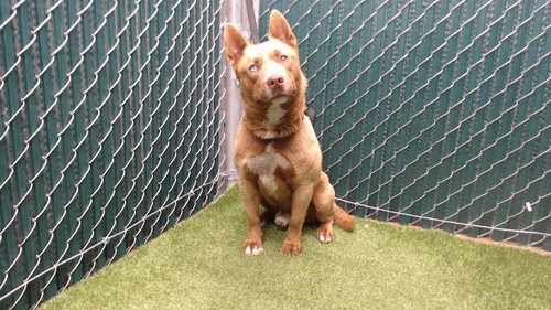 CODY, a dog for adoption from Los Angeles County Animal Control - Downey