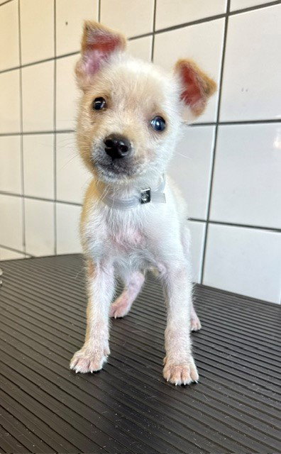 PRINCE VALIANT, a dog for adoption from Los Angeles County Animal Control - Downey