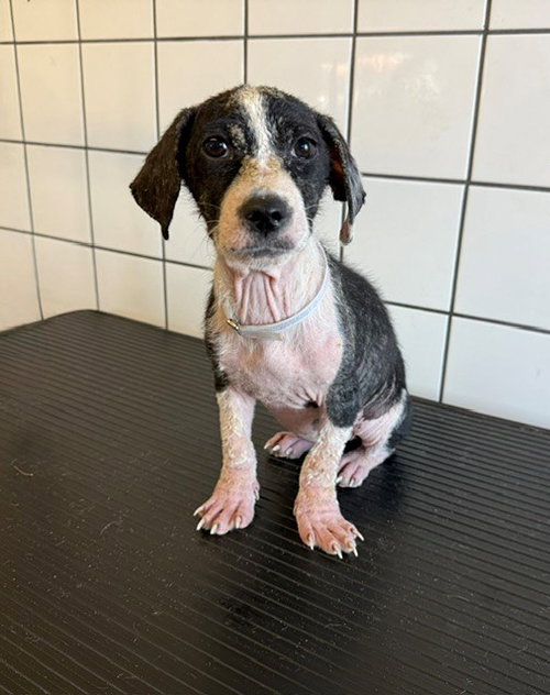 RIPLEY, a dog for adoption from Los Angeles County Animal Control - Downey
