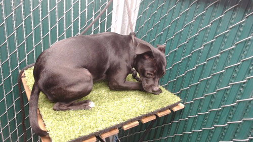CINNAMON, a dog for adoption from Los Angeles County Animal Control - Downey