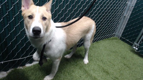 SAMBA, a dog for adoption from Los Angeles County Animal Control - Downey