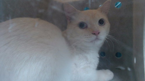 ZEUS, a cat for adoption from Los Angeles County Animal Control - Downey