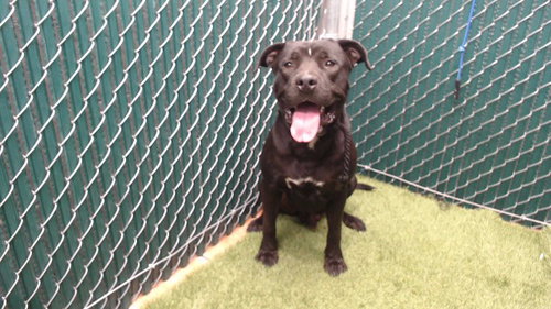 BLACKY, a dog for adoption from Los Angeles County Animal Control - Downey