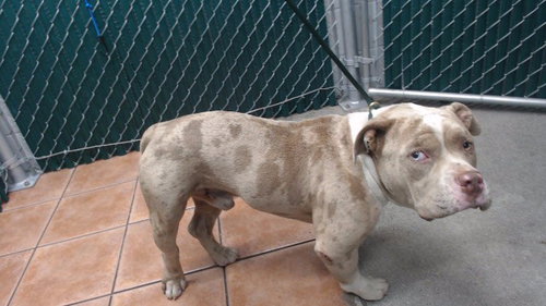 KANE, a dog for adoption from Los Angeles County Animal Control - Downey