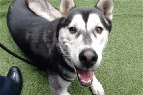 DUKE, a dog for adoption from Los Angeles County Animal Control - Downey