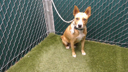QUEENIE, a dog for adoption from Los Angeles County Animal Control - Downey