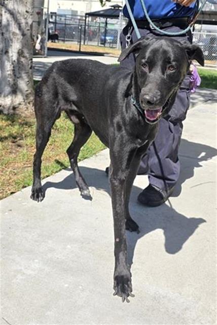 HADER, a dog for adoption from Los Angeles County Animal Control - Downey
