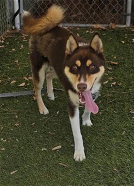ASPEN, a dog for adoption from Los Angeles County Animal Control - Downey