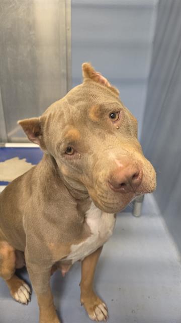 MAGGIE, a dog for adoption from Los Angeles County Animal Control - Downey