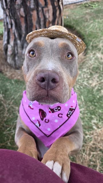 MAGGIE