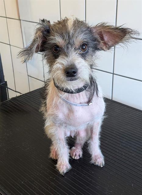 JULES, a dog for adoption from Los Angeles County Animal Control - Downey